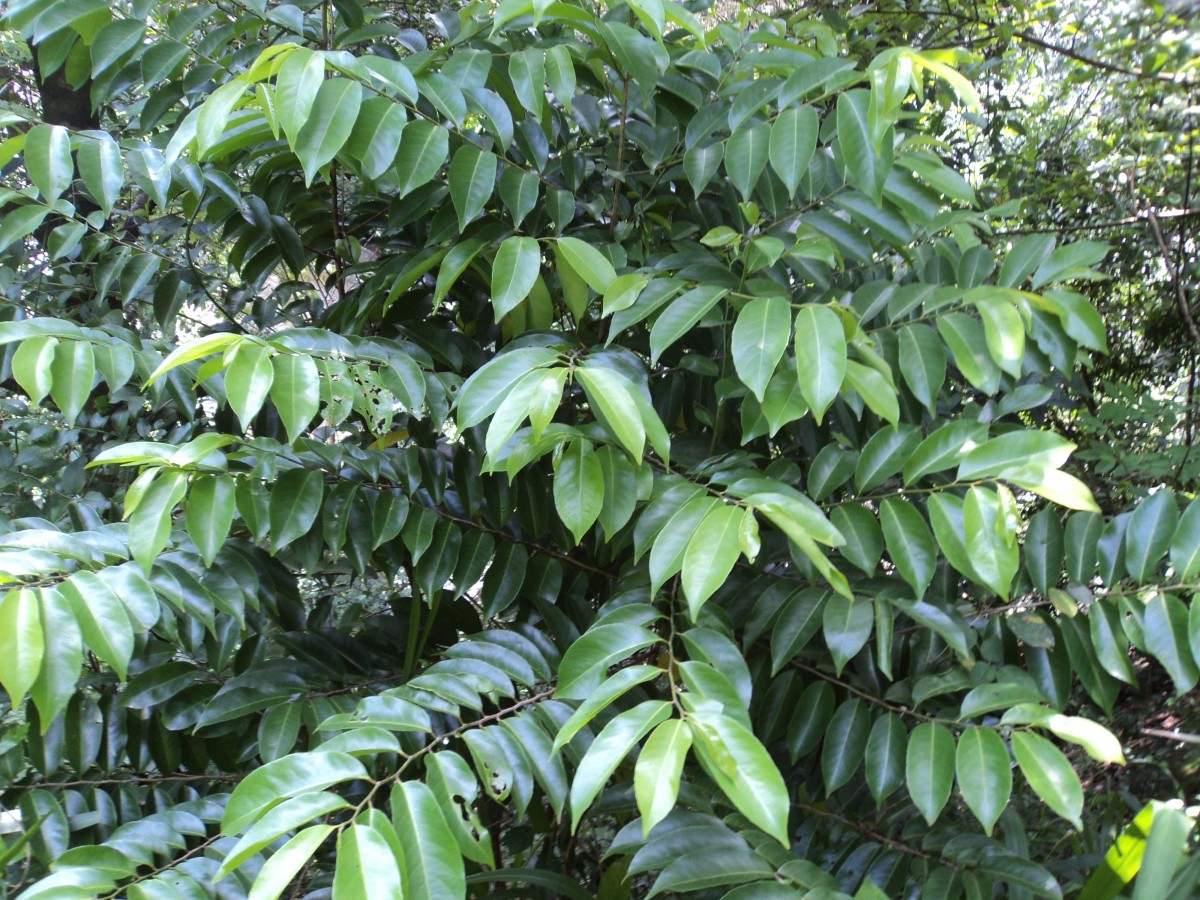 Margaritaria indica (Dalzell) Airy Shaw